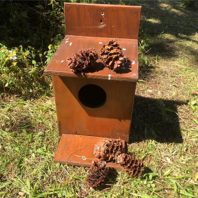 Município de Ovar em Serralves para dar a conhecer o Esquilo-Vermelho no Parque do Buçaquinho
