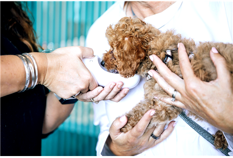 Serviços Médico Veterinários