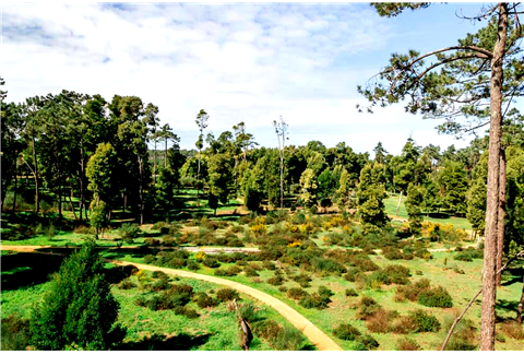 Floresta