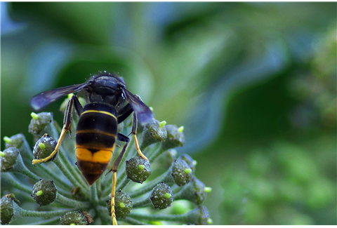 Vespa Velutina