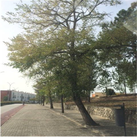 CMOvar vai substituir árvores do alinhamento poente da Alameda do Poder Local