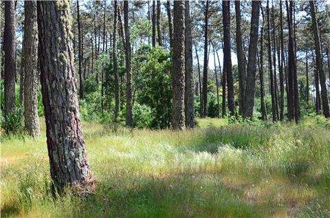 Abate de árvores integra Plano de Gestão Florestal (PFG) do Perímetro Florestal das Dunas de Ovar